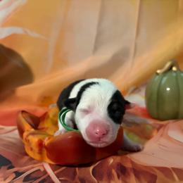 Strudel - White and black male Pembroke Welsh Corgi puppy in Saint George, South Carolina from Carolina cotton candy corgis
