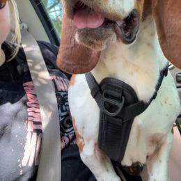 Presley - Basset Hound