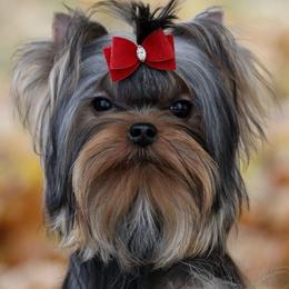 Treasure - Yorkshire Terrier