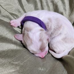 Goldendoodle Puppies from Lila's Teddybear Goldendoodles