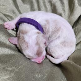 Goldendoodle Puppies from Lila's Teddybear Goldendoodles