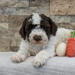 Orion - Brown male Lagotto Romagnolo puppy in West Jordan, Utah from Salt Lake Lagotto