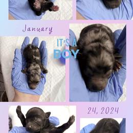 Pomeranian Puppies from Country Oak Poms