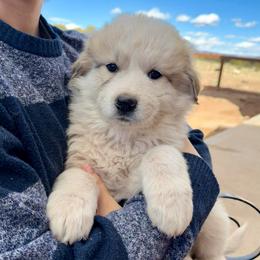 Vern- orange - Badger male Colorado Mountain Dog puppy in Cotopaxi, Colorado from Once Upon A Moose (OUM)