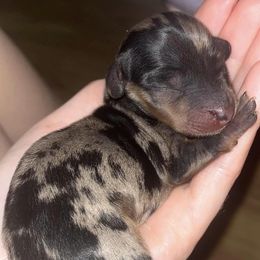 Dachshunds from Coleman's Dachshunds