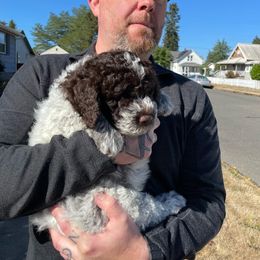 Lagotto Romagnolo Puppies from Agapē Lagotto Romagnolo