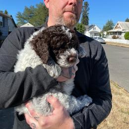 Lagotto Romagnolo Puppies from Agapē Lagotto Romagnolo