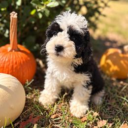 Pecan - Black and white female Bernedoodle puppy in Travelers Rest, South Carolina from Bernedoodle.do