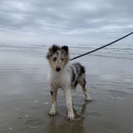 Auriga - Blue merle Collie puppy in Silverton, Oregon from Meissa Collies