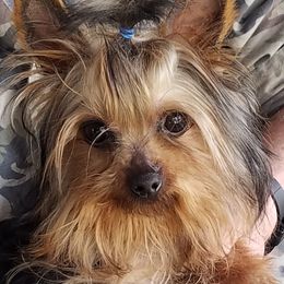 Daisy - Yorkshire Terrier