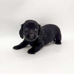 Poppy (solid black) - Black female Dachshund puppy in Waddell, Arizona from Neu Doxies