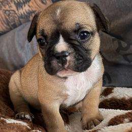 Beck - Fawn and white female French Bulldog puppy in Franklin, Pennsylvania from Falco’s Frenchies