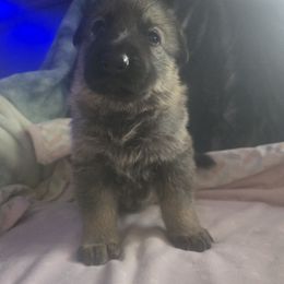 Cinder - Sable female German Shepherd puppy in Blackfoot, Idaho from Pheonix Farm