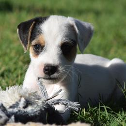 Elvis - Tri-color male Jack Russell Terrier puppy in Menifee, California from Wendover Terriers