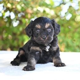 Edward - Black and tan male Cavapoo puppy in Lawton, Oklahoma from Lindsey’s Cavies