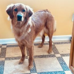 Golden Retriever All Grown Up from Big Sandy Golden Retrievers