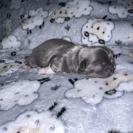 Shih Tzu Puppies from P&B Tzu Tribe