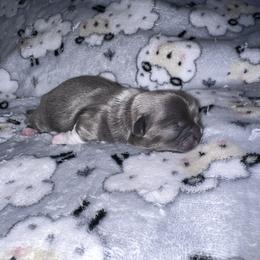 Shih Tzu Puppies from P&B Tzu Tribe