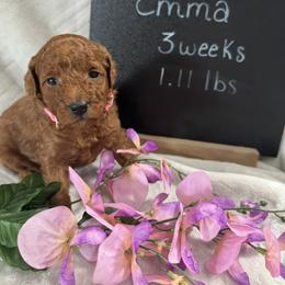 Boy 4 - male Poodle puppy in Yelm, Washington from Serendipity Miniature Apricot Poodles
