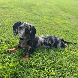 Salem - Dachshund