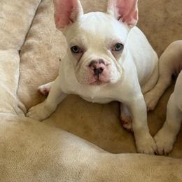 Marlee - White female French Bulldog puppy in Hartsville, Tennessee from Blueridge Frenchies