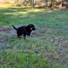 German Shepherd Puppies from Fern Hill Kennel