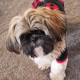 Shih Tzus from Wormy Hounds