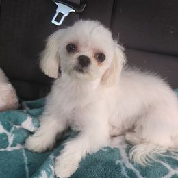 Morkie Puppies from My Precious Pups