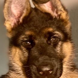 German Shepherds from Vom Haus Kellum