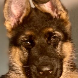 German Shepherds from Vom Haus Kellum