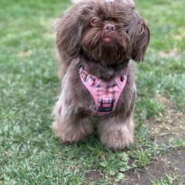 Zoey - Chocolate female Shih Tzu puppy in Yelm, Washington from Lala's All Star Shih Tzu