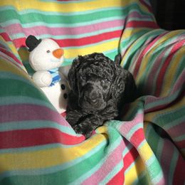 Girl 1 - Black female Poodle puppy in State College, Pennsylvania from Brookside Standard Poodles