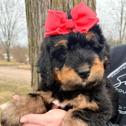 Dahlia - Tri-color female Bernedoodle puppy in Grand Blanc, Michigan from Halsey Poodles and Doodles