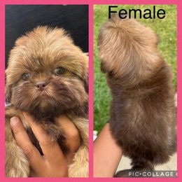 Benelli - Liver female Shih Tzu puppy in Conroe, Texas from Texas Shih tzu crew Shih Tzus