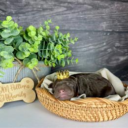 Orange Boy-Brown Phantom - Chocolate male Goldendoodle puppy in Lowville, New York from DM Hilltop FURfamily