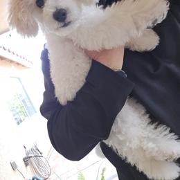 Maltipoo and Poodle All Grown Up from Cowgirl's Legacy Maltipoos
