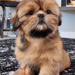 WILLOW - Red female Shih Tzu puppy in Las Vegas, Nevada from Beirin Breige Shih Tzus