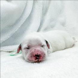Furby - White and black female Dalmatian puppy in Gray, Georgia from Fuller Spots