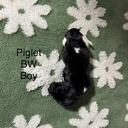 Piglet - Black and white male German Shorthaired Pointer puppy in Aitkin, Minnesota from Whispering’s GunDogs