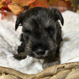 Creole - Black and silver male Miniature Schnauzer puppy in Lufkin, Texas from C&K’s Schnauzer House