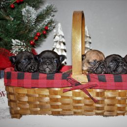 French Bulldog Puppies from Southern Domination Bulldogs