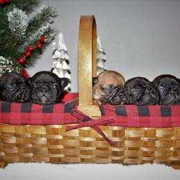 French Bulldog Puppies from Southern Domination Bulldogs