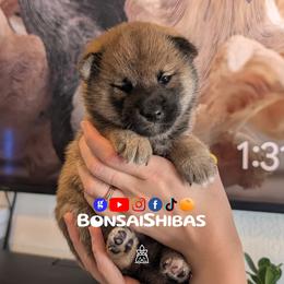 NORI - Red male Shiba Inu puppy in Minnesota from BonsaiShibas
