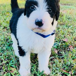 Goldendoodle and Sheepadoodle Puppies from Paw City Doodles