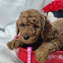 Ashley (pink collar)-OFA and CHIC sire - Red  female Poodle puppy in Westfield, North Carolina from Legacy Pets