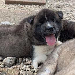 Saki's Boy 7 - Black, fawn undercoat male Akita puppy in South Carolina from Sierra Mountain Akitas