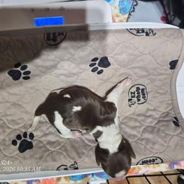 Girl 4 - Liver white and tan female English Springer Spaniel puppy in Saginaw, Michigan from Kemerer Springers
