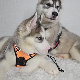 Siberian Husky Puppies from Springfield Huskies