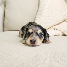 Parker - Dapple Dachshund puppy in Dighton, Massachusetts from Powerdox Dachshunds