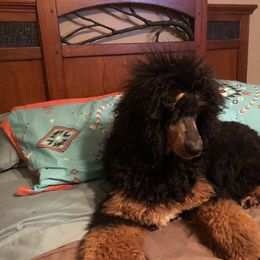 Katana - Poodle